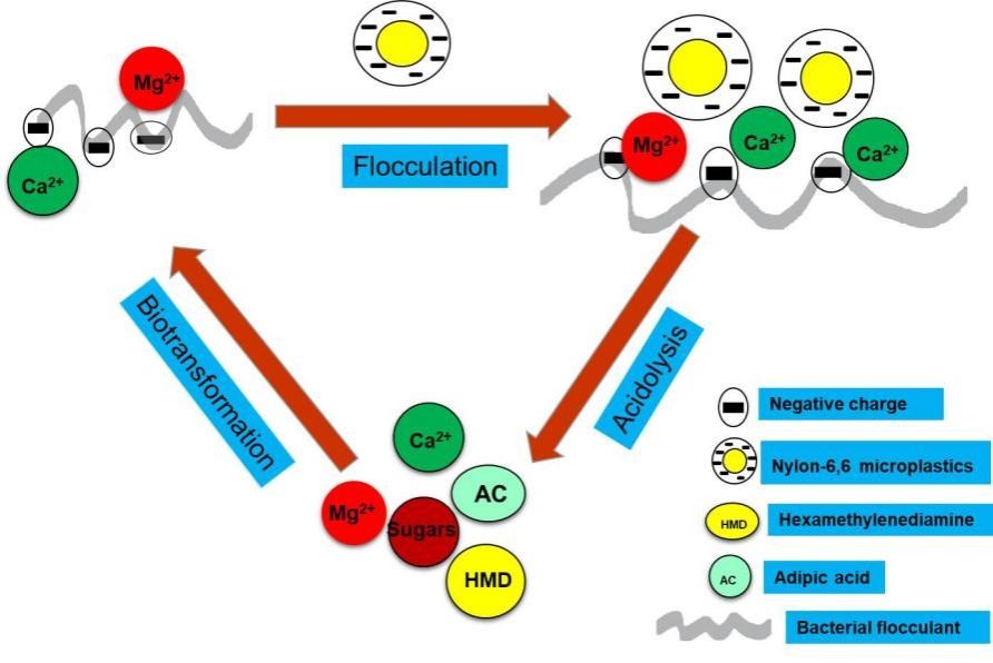 伟德bv国际体育